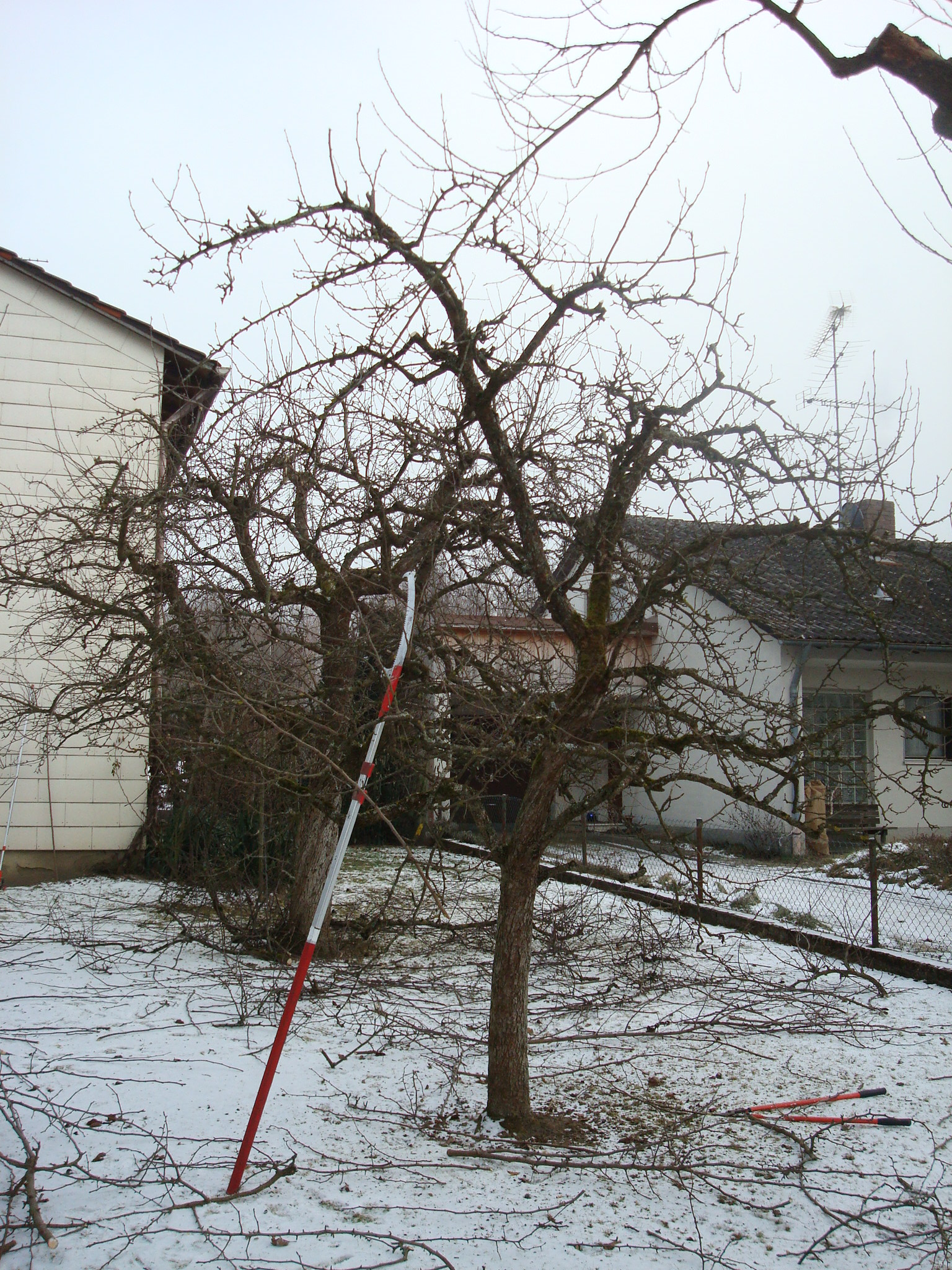 Obstbaumschnitt